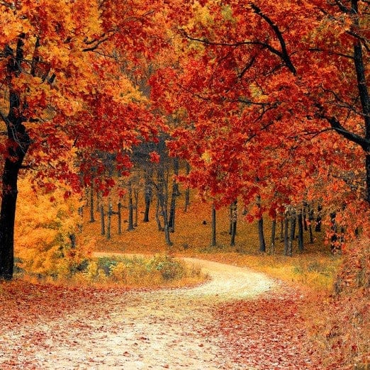 Autumn Walk Melt